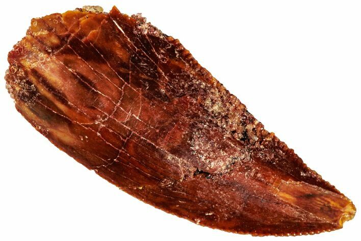 Raptor Tooth - Real Dinosaur Tooth #295817